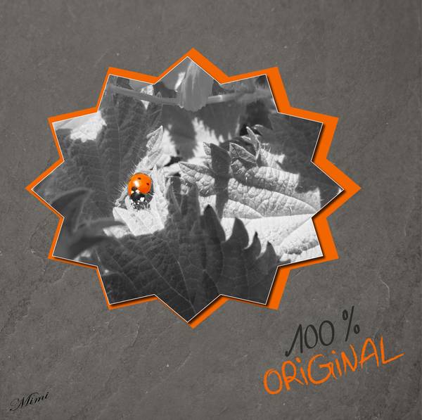 défi Laurette-Novembre