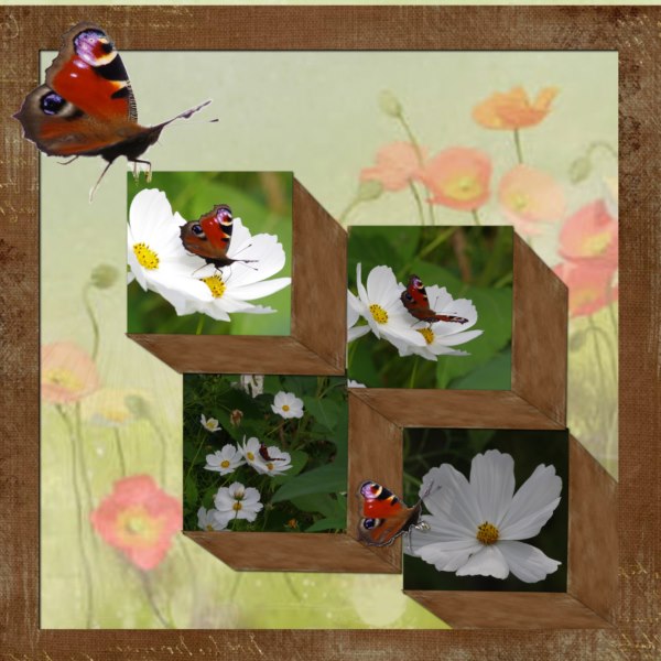 Défi Laurette, papillon