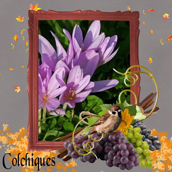 defi Laurette raisin 2