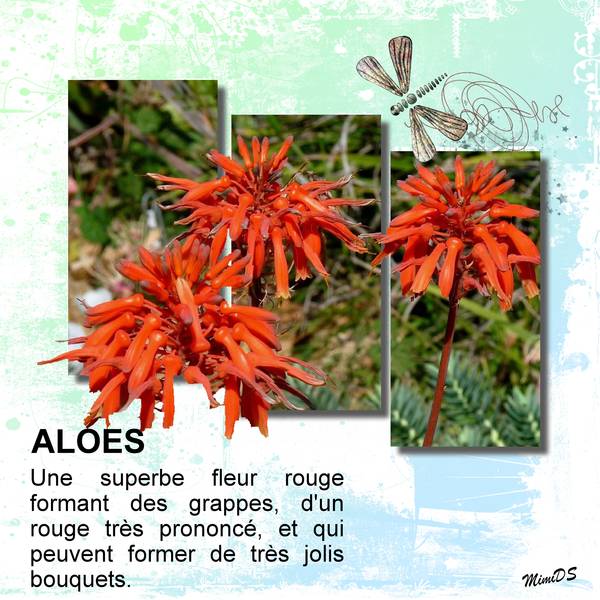 Défi Laurette S31 Rectangles fusionnés