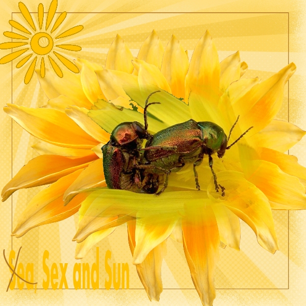 Défi Laurette S36 Jaune