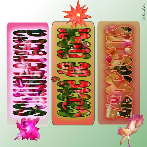 defi laurette s40 cactée