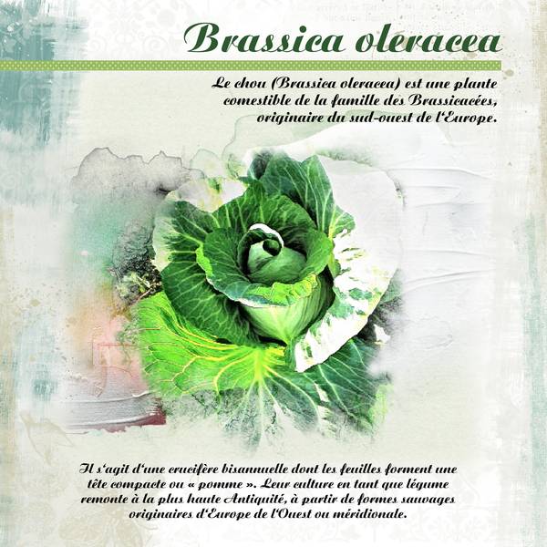 Défi Laurette - Vert  - SEM 09 - 2ème