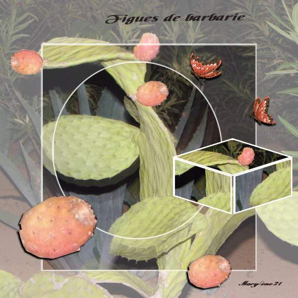 Défi MAMYROSE - FIGUES DE BARBARIE