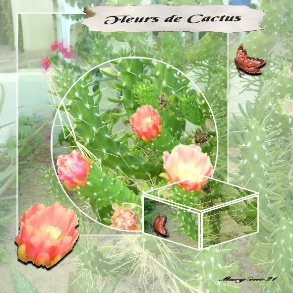 Défi MAMYROSE - FLEURS DE CACTUS