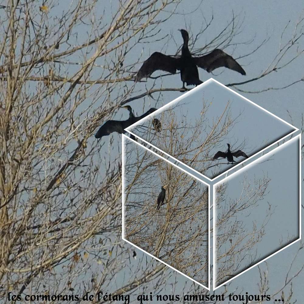 defi-mamyrose-lecube