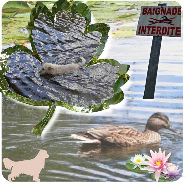 defi mamyrose perfo gab