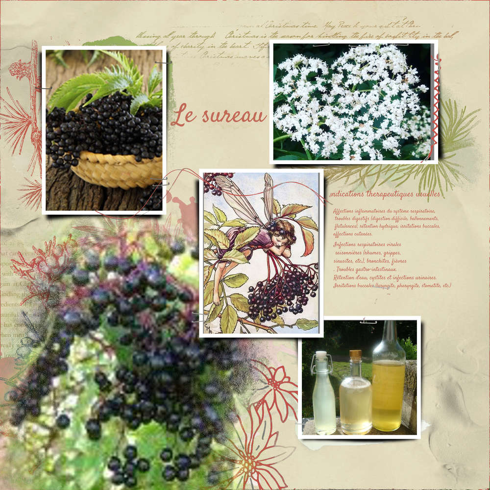 Défi Mamyrose - plantes médicinales