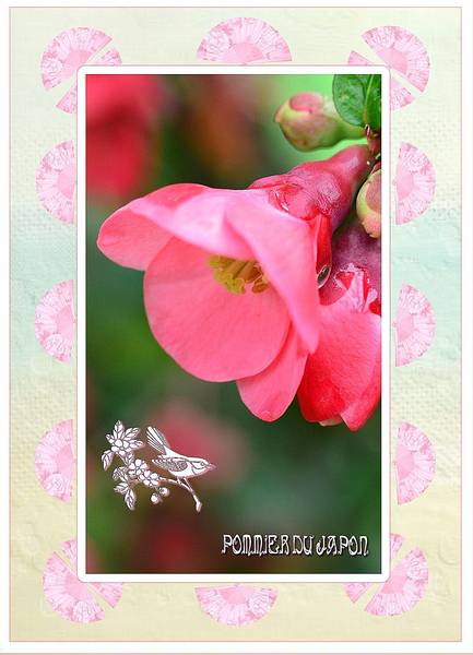 DEFI MAX ARBRE JAPONAIS