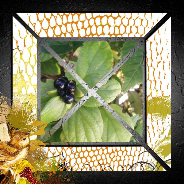 defi Max baie pour les oiseaux 2