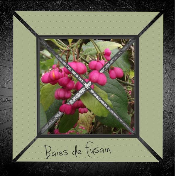 Défi Max Baies pour oiseaux