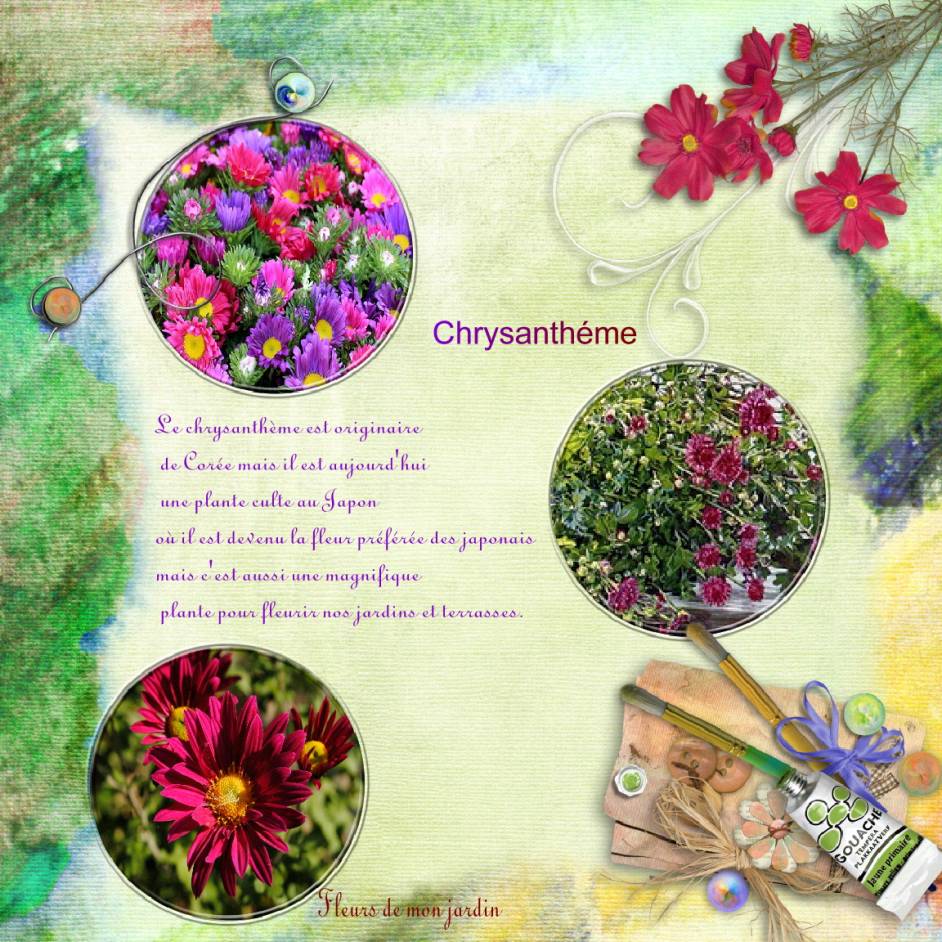 Defi Max chrysanthéme