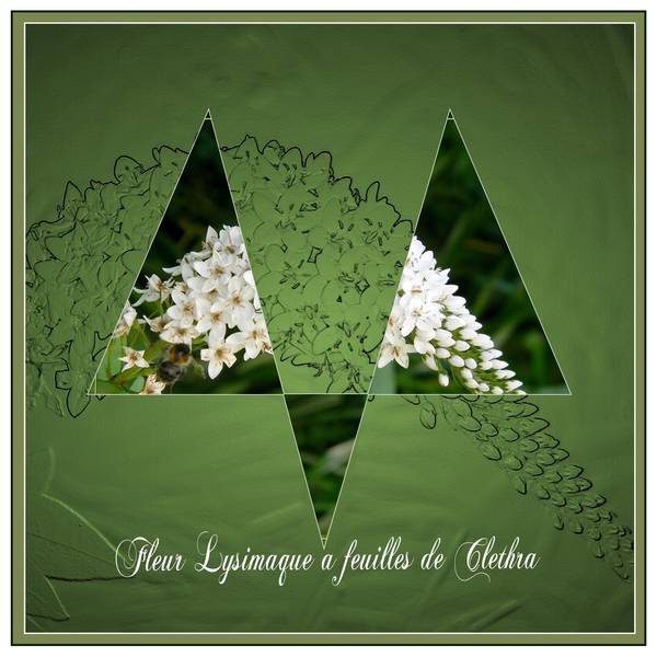 défi max fleur botanique