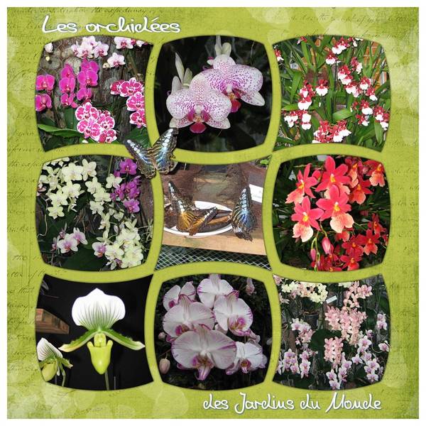 Défi Max fleurs et papillon