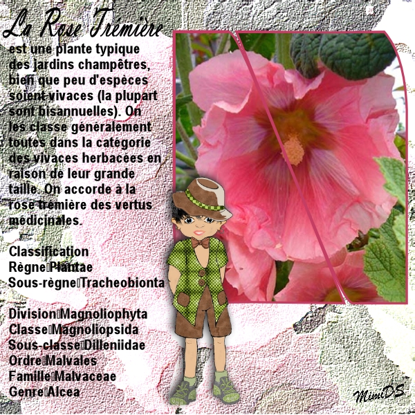 Défi Max Gabarit Botanique