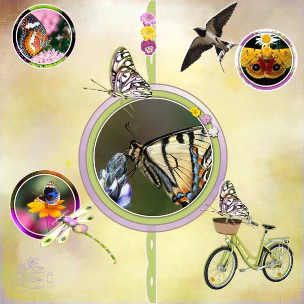 Défi MAX (insectes-fleurs)