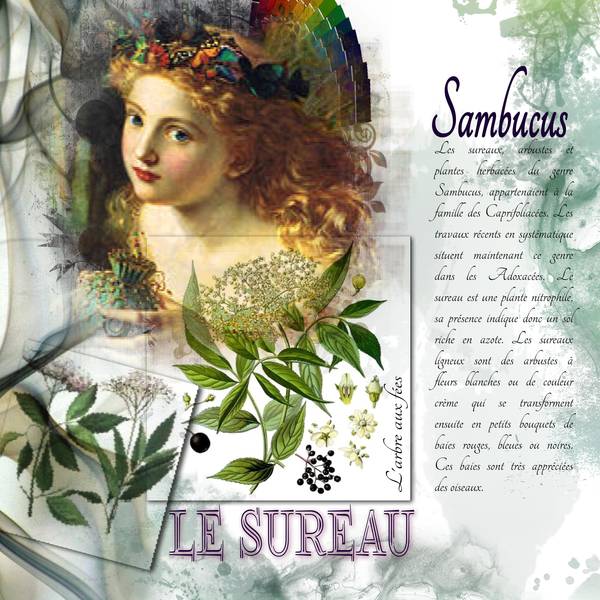 Défi Max - Plantes colorantes