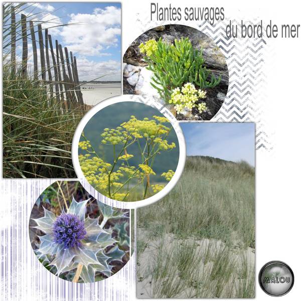 Défi Max - Plantes sauvages (2)