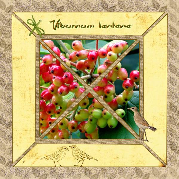 DEFI MAX TRAPEZE FRUITS