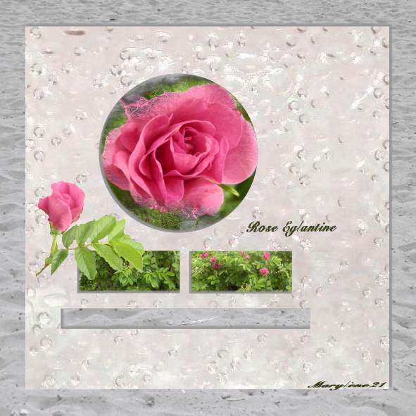 DÉFI MOYSON -ROSE EGLANTINE