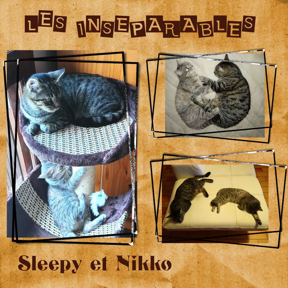 défi octobre animaux