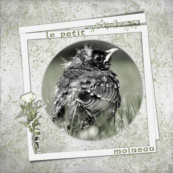 DEFI OISEAU SEM 47 DE LAURETTE