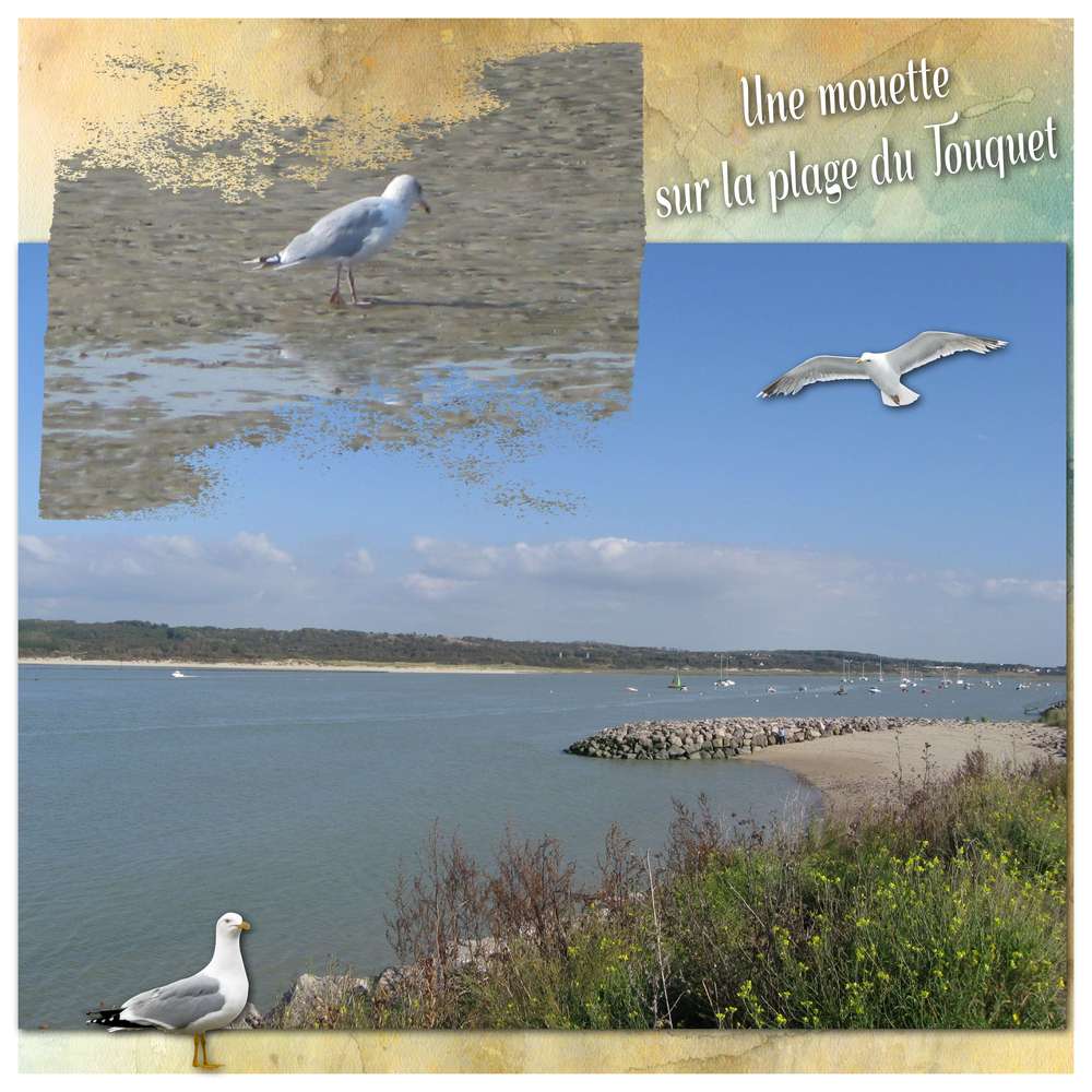 Défi oiseaux de mer de Corinne