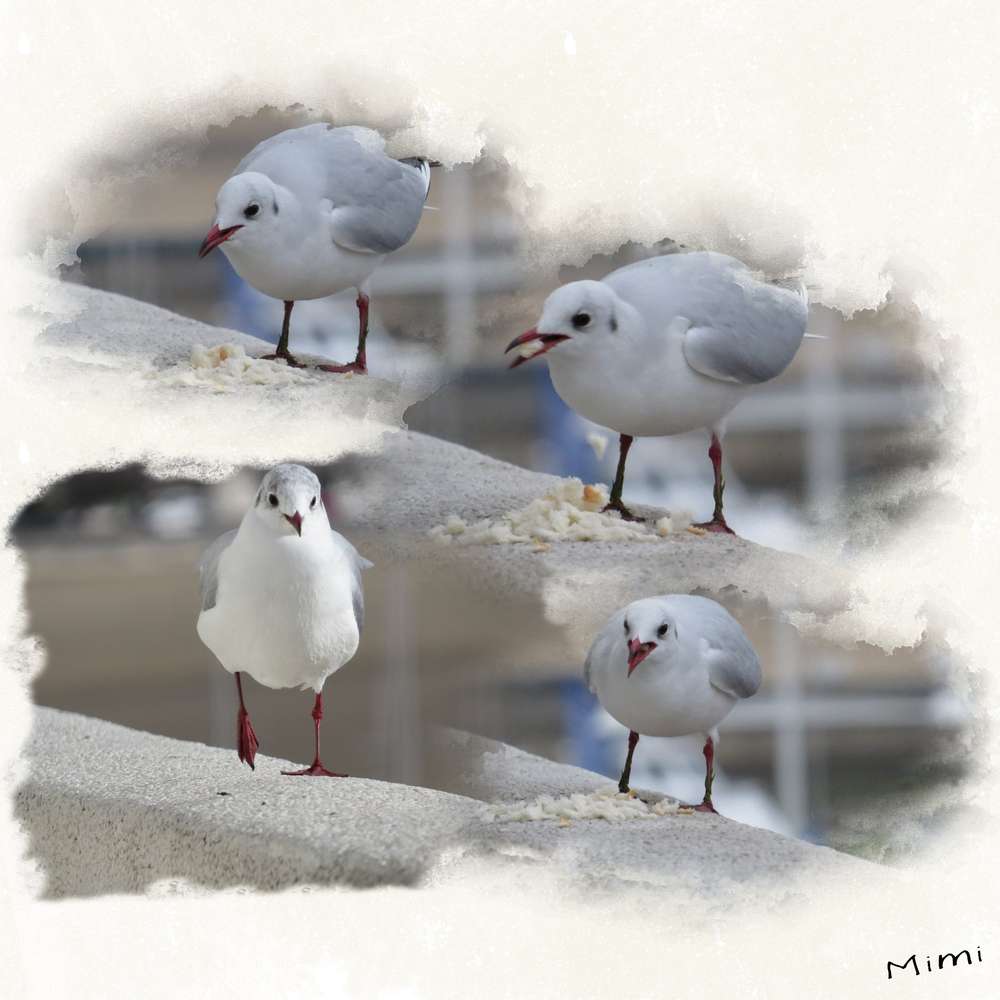 défi oiseaux de mer