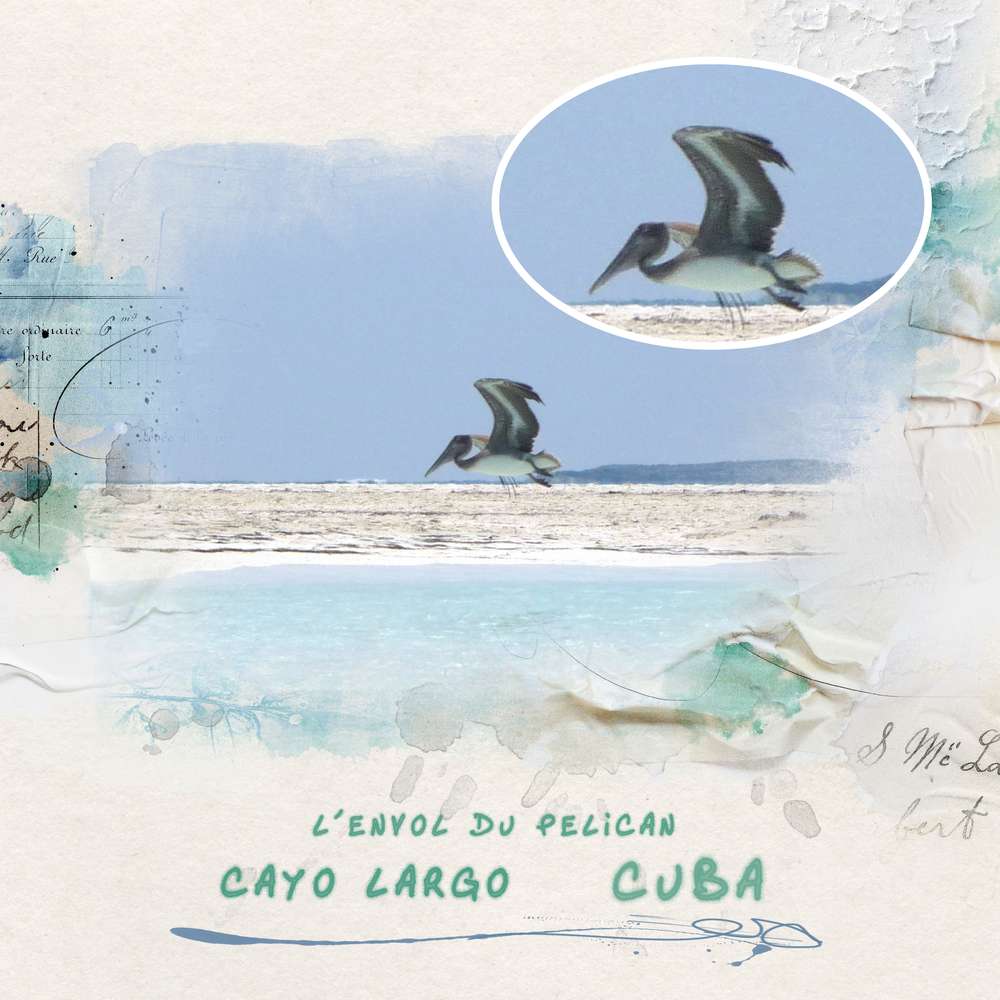 Défi oiseaux de mer