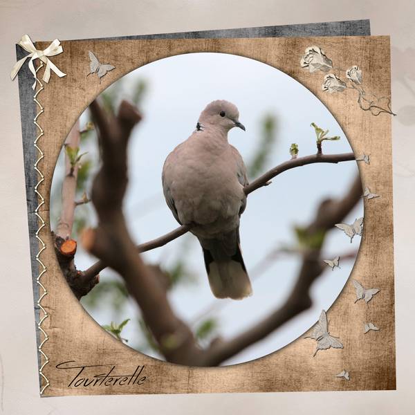 défi oiseaux de nos jardins