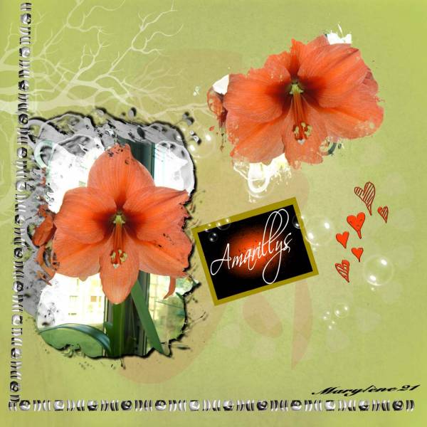 Défi PAPILLON 46 - AMARILLYS