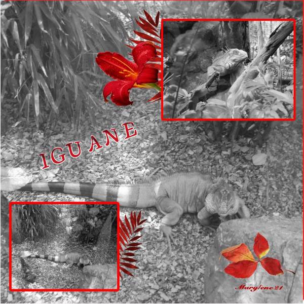 Défi PAPILLON 46 - IGUANE