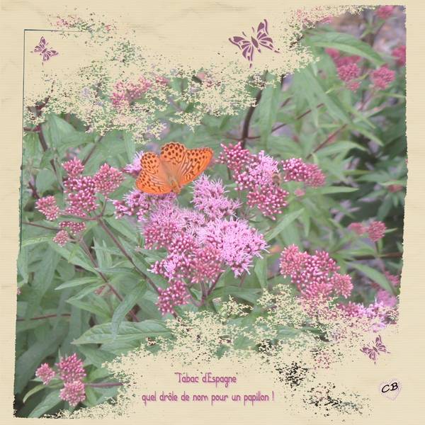 Défi papillon Laurette