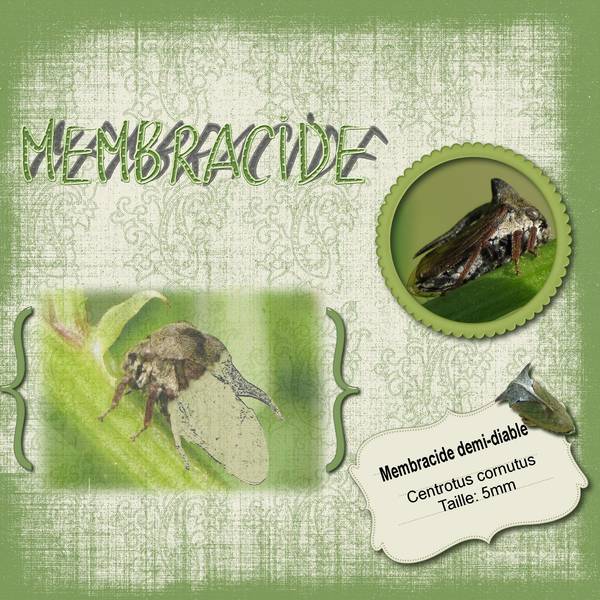 Défi Petiote animal rare