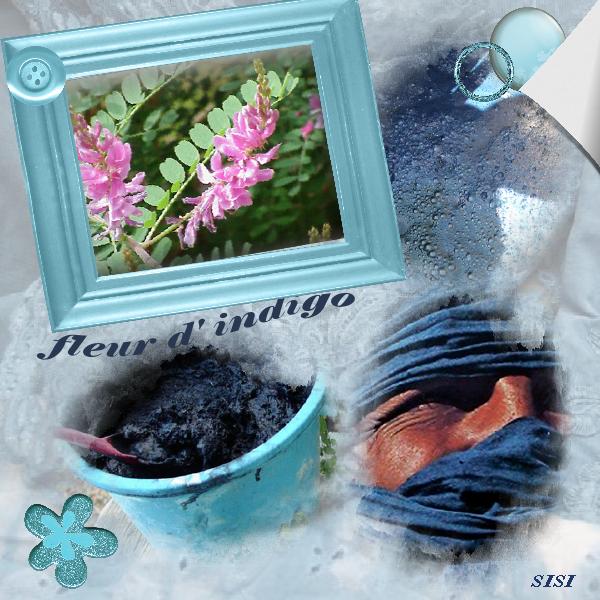 défi plante tintocriale