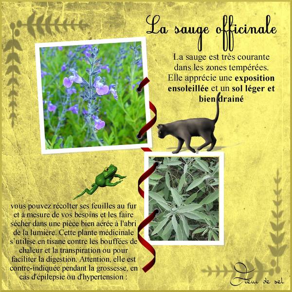 défi "MAX"  la sauge officinale
