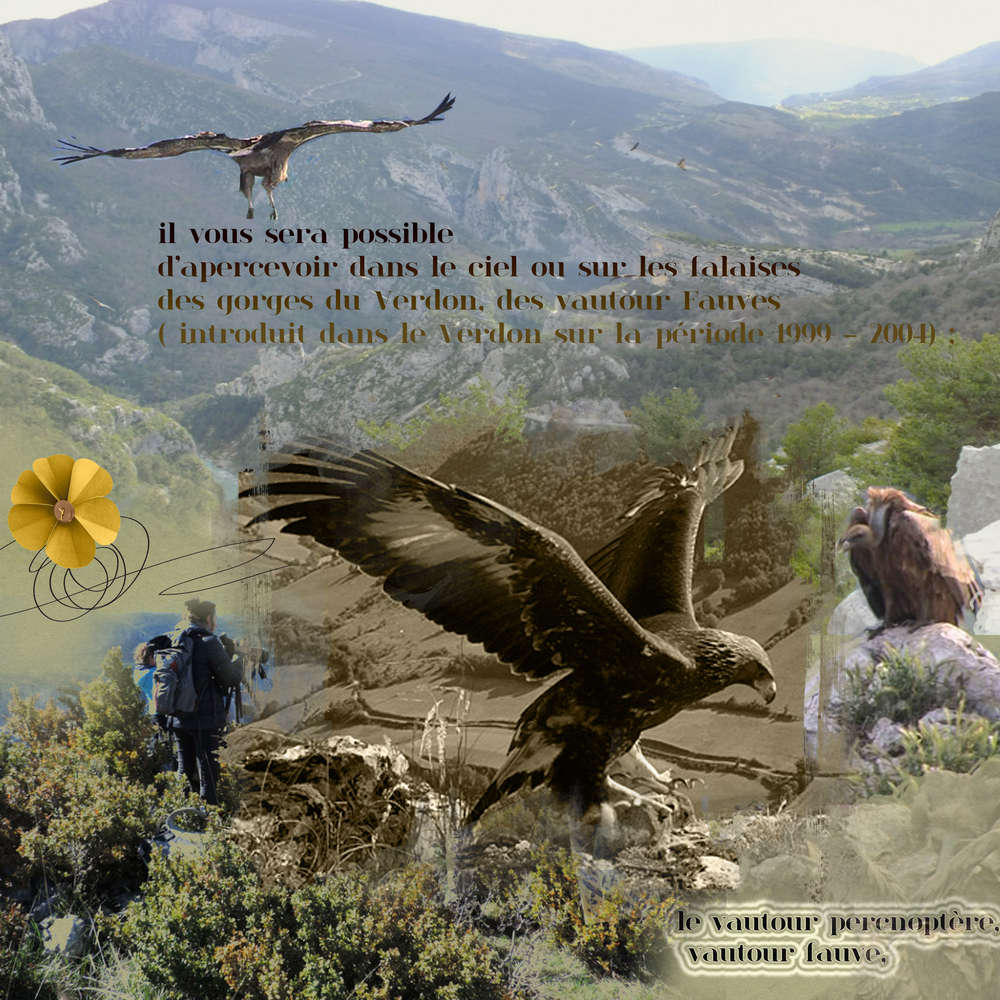 Defi rapaces Corinne