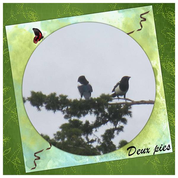 Défi S47 Oiseaux de nos jardins de Laurette