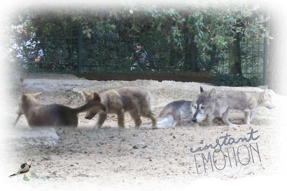 défi scapoctober-loup