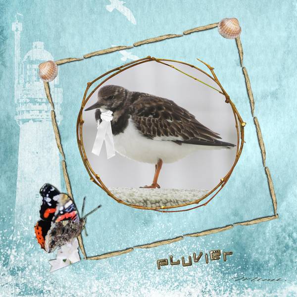 défi-sem 47-oiseaux