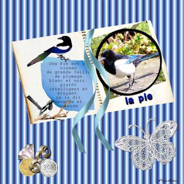 défi-sem-47-oiseaux