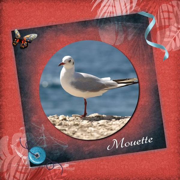 defi-sem-47-oiseaux1