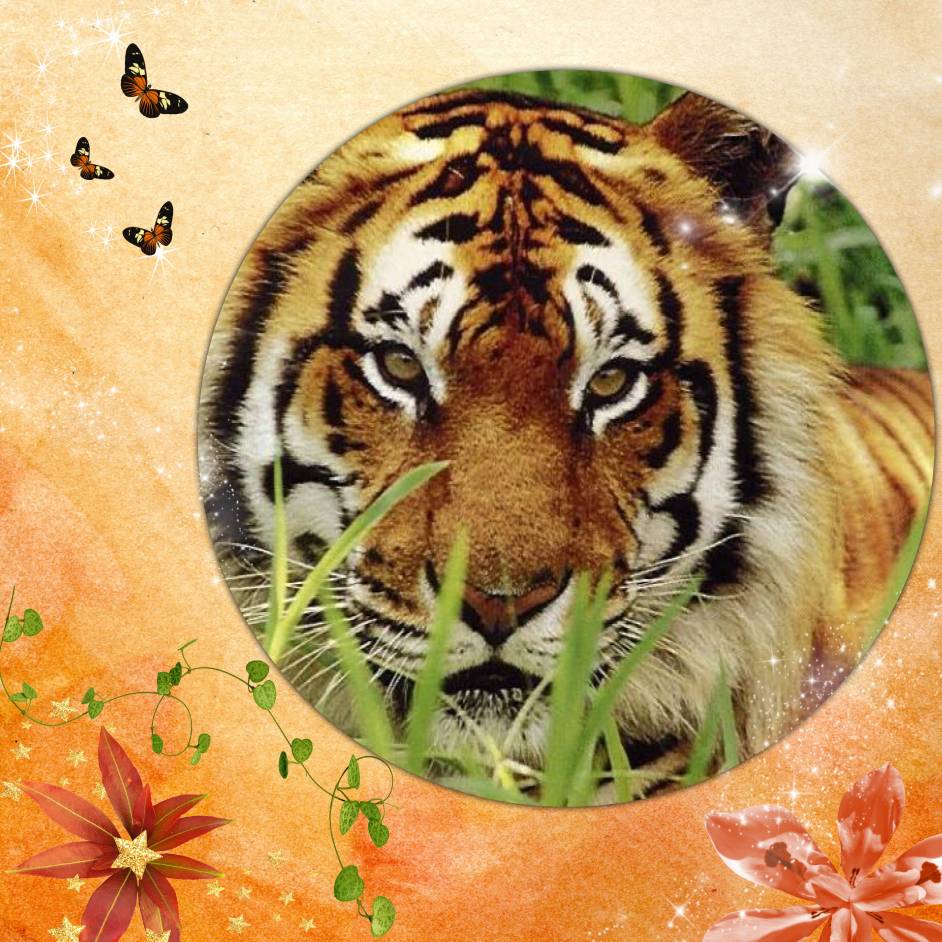 Défi semaine orange