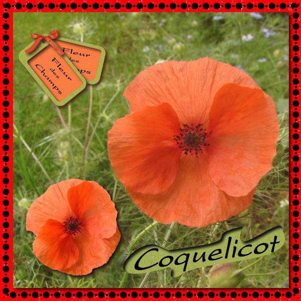 Défi titre Coquelicot