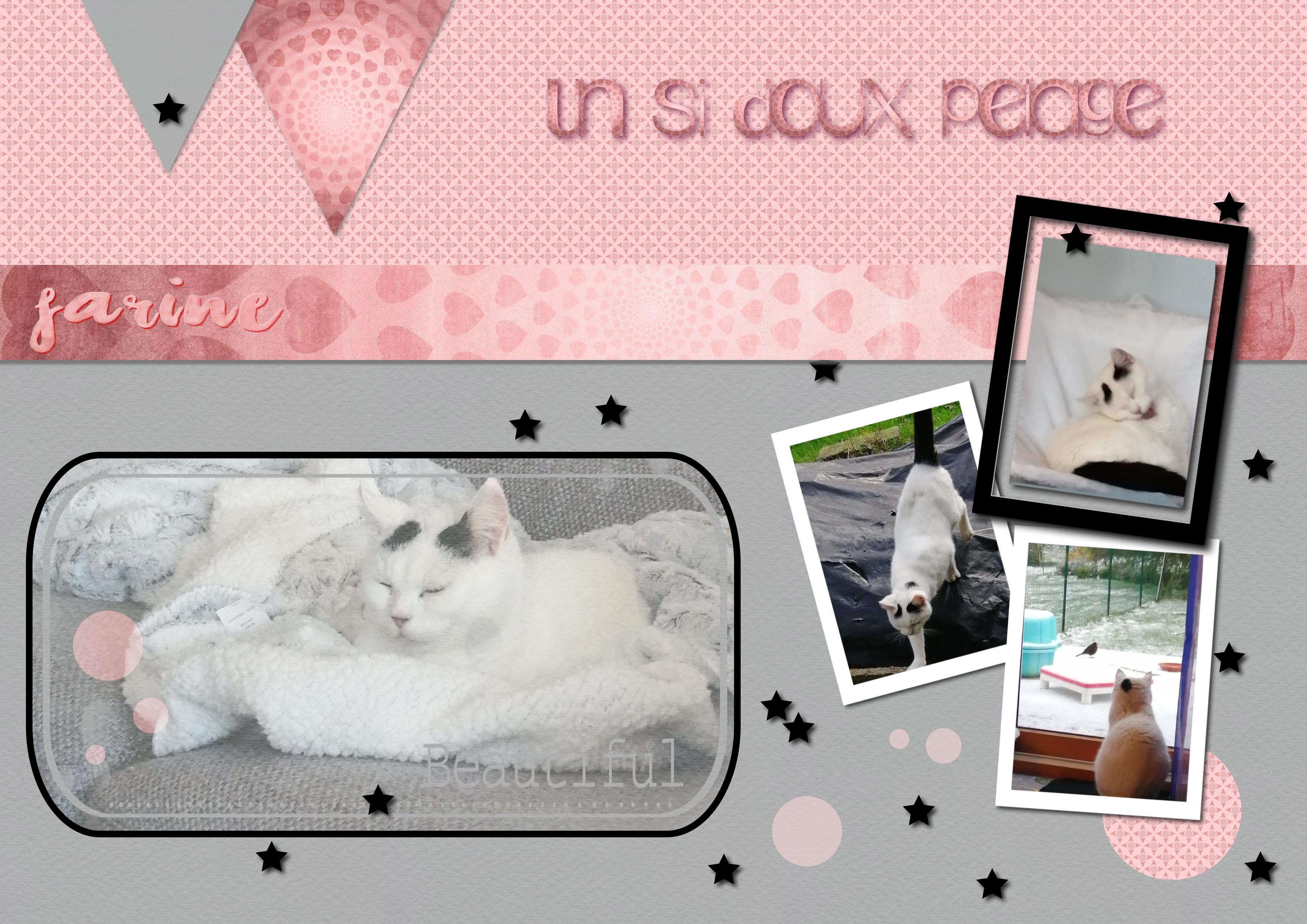 défi withmo scraplift fév 2023.jpg