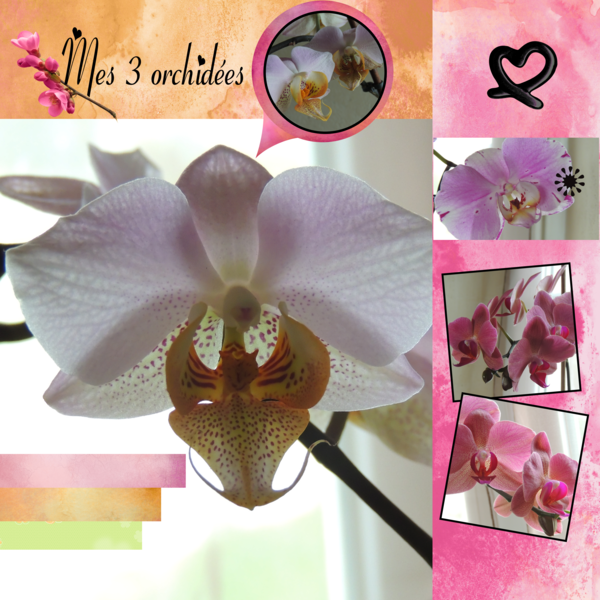 défi2 template bouvier