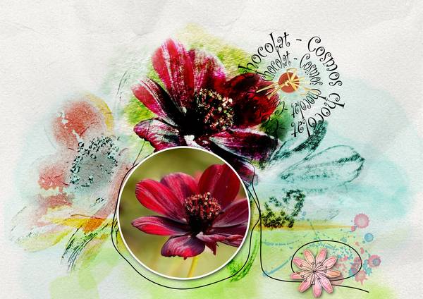 défi_cosmos_chocolat