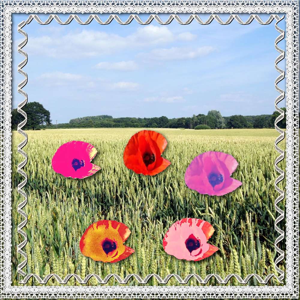 défi_fleurs_différentes_couleurs_Max