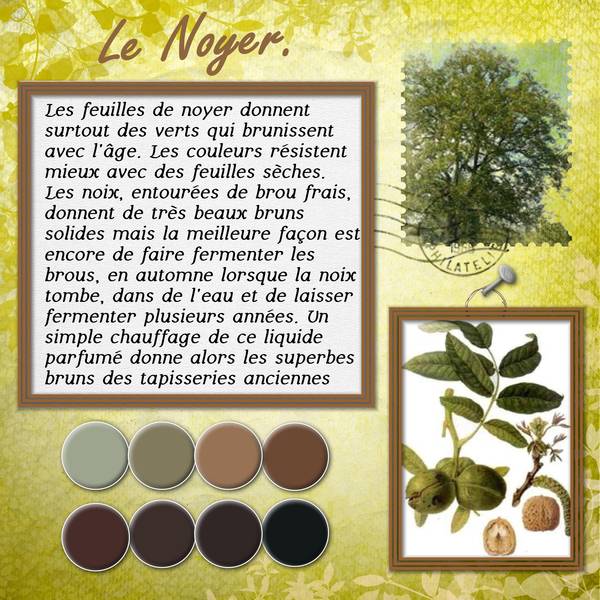 défi_plante_tintocriale