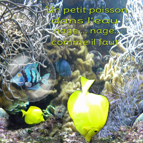 defi_poissons